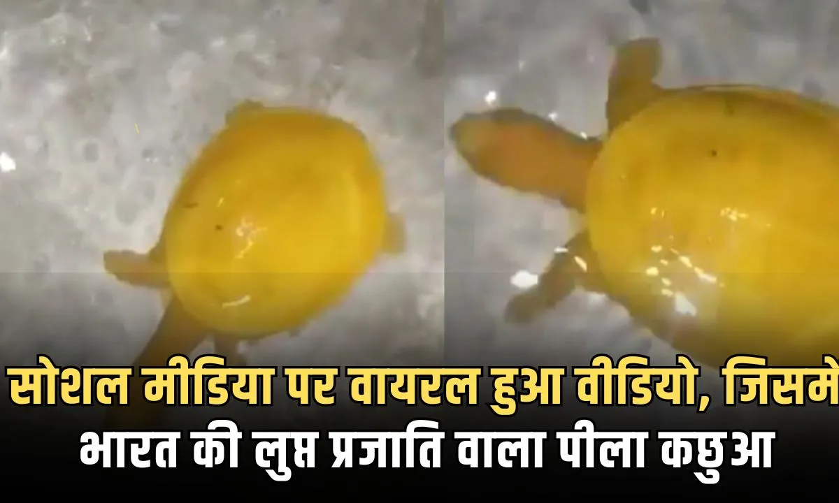 सोशल मीडिया पर पैसे तो हर दूसरे दिन कोई ना कोई वीडियो वायरल होता दिखाई पड़ता है उन्हें में से एक वीडियो लुप्त प्रजाति वाले पीले रंग के कछुए का है जो आजकल बहुत वायरल हो रहा है